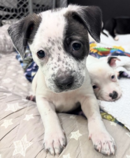 Shelter Stray Female Dog last seen Near Woodham Way SE Atlanta, 30316, 30316, GA, Atlanta, GA 30341