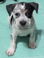 Shelter Stray Male Dog last seen Near Woodham Way SE Atlanta, 30316, 30316, GA, Atlanta, GA 30341