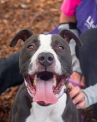 Shelter Stray Male Dog last seen Near HIDDEN CREEK DRIVE Decatur, 30035, 30035, GA, Atlanta, GA 30341