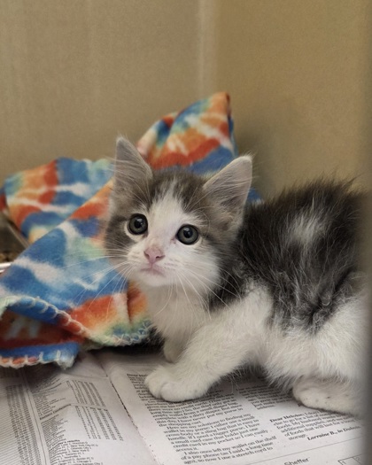 Shelter Stray Female Cat last seen Converse, TX 78109, Converse, TX 78109