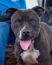 Shelter Stray Male Dog last seen Near chamblee tucker rd, ATL, GA 30341, 30341, GA, Atlanta, GA 30341