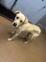 Shelter Stray Female Dog last seen Near Glen Way Atlanta Georgia 30319, 30319, GA, Atlanta, GA 30341
