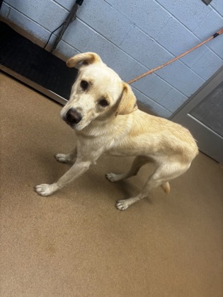 Shelter Stray Female Dog last seen Near Glen Way Atlanta Georgia 30319, 30319, GA, Atlanta, GA 30341
