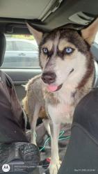 Shelter Stray Female Dog last seen Union City, GA 30291, Atlanta, GA 30336
