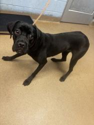 Shelter Stray Female Dog last seen Near FAIRINGTON RIDGE CIRCLE Lithonia, 30038, 30038, GA, Atlanta, GA 30341