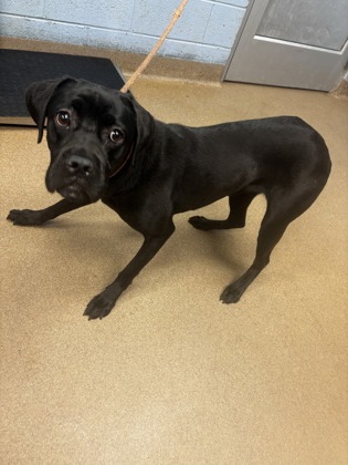 Shelter Stray Female Dog last seen Near FAIRINGTON RIDGE CIRCLE Lithonia, 30038, 30038, GA, Atlanta, GA 30341