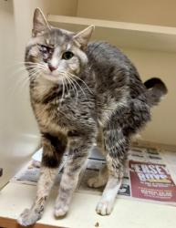 Shelter Stray Male Cat last seen Near Palmer Rd Lithonia, 30058, 30058, GA, Atlanta, GA 30341