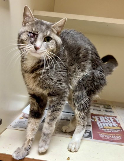 Shelter Stray Male Cat last seen Near Palmer Rd Lithonia, 30058, 30058, GA, Atlanta, GA 30341