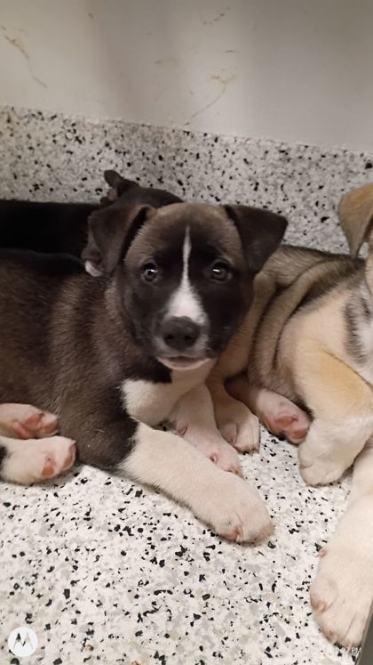 Shelter Stray Female Dog last seen Union City, GA 30291, Atlanta, GA 30336
