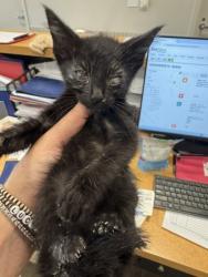 Shelter Stray Male Cat last seen Near Sesame Dr, 75149, TX, Mesquite, TX 75149