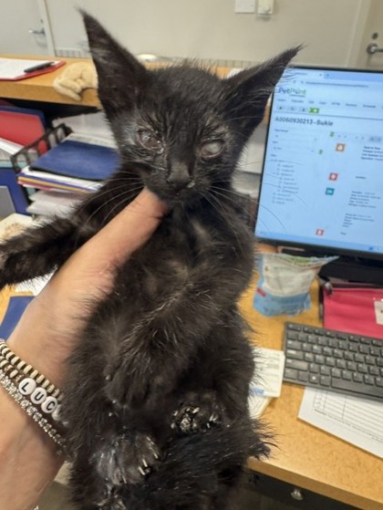 Shelter Stray Male Cat last seen Near Sesame Dr, 75149, TX, Mesquite, TX 75149