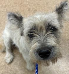 Shelter Stray Female Dog last seen Madera County, CA 93636, Madera, CA 93637