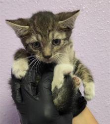 Shelter Stray Female Cat last seen El Paso, TX 79932, Fort Bliss, TX 79906