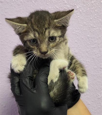 Shelter Stray Female Cat last seen El Paso, TX 79932, Fort Bliss, TX 79906