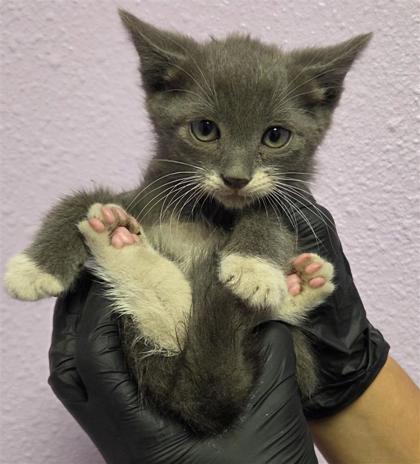 Shelter Stray Male Cat last seen El Paso, TX 79932, Fort Bliss, TX 79906