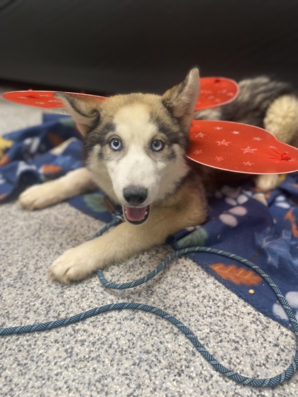 Shelter Stray Female Dog last seen Dover, NC 28526, New Bern, NC 28562