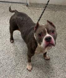 Shelter Stray Female Dog last seen Near Elmwood Ave, 64132, MO, Kansas City, MO 64132