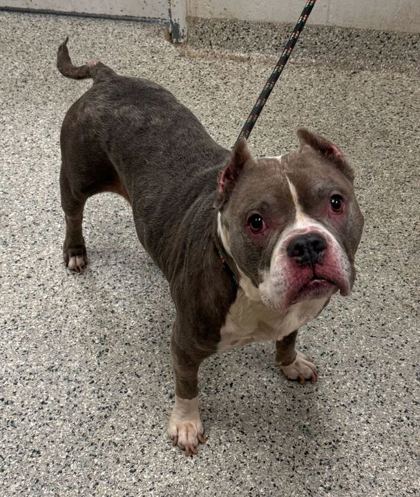 Shelter Stray Female Dog last seen Near Elmwood Ave, 64132, MO, Kansas City, MO 64132