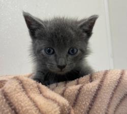 Shelter Stray Male Cat last seen Foster / Francis, City of College Station, TX, 5359 Leonard Rd, Bryan, TX 77807, USA