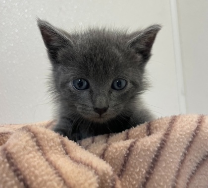 Shelter Stray Male Cat last seen Foster / Francis, City of College Station, TX, 5359 Leonard Rd, Bryan, TX 77807, USA