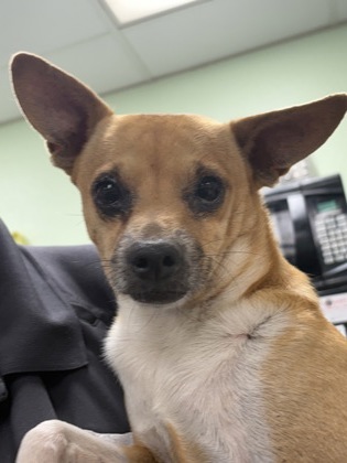 Shelter Stray Male Dog last seen West, TX 76691, Cleburne, TX 76033