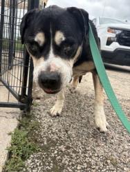 Shelter Stray Male Dog last seen Cleburne, TX 76033, Cleburne, TX 76033