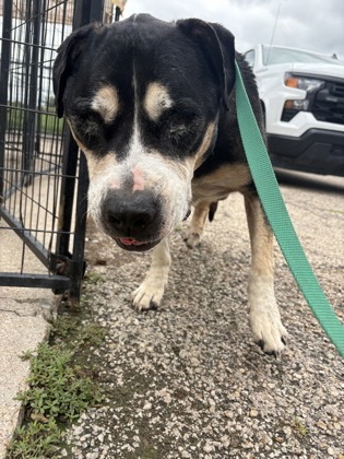 Shelter Stray Male Dog last seen Cleburne, TX 76033, Cleburne, TX 76033