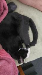 Reunited Male Cat last seen Eastern + Pebble by Star Nursery, Las Vegas, NV 89123