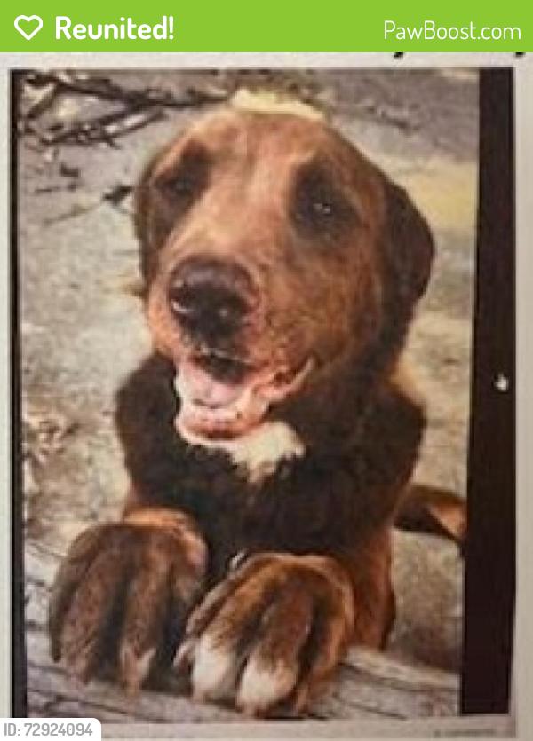 Reunited Male Dog last seen Northpark Baptist Church, Trussville, AL 35173