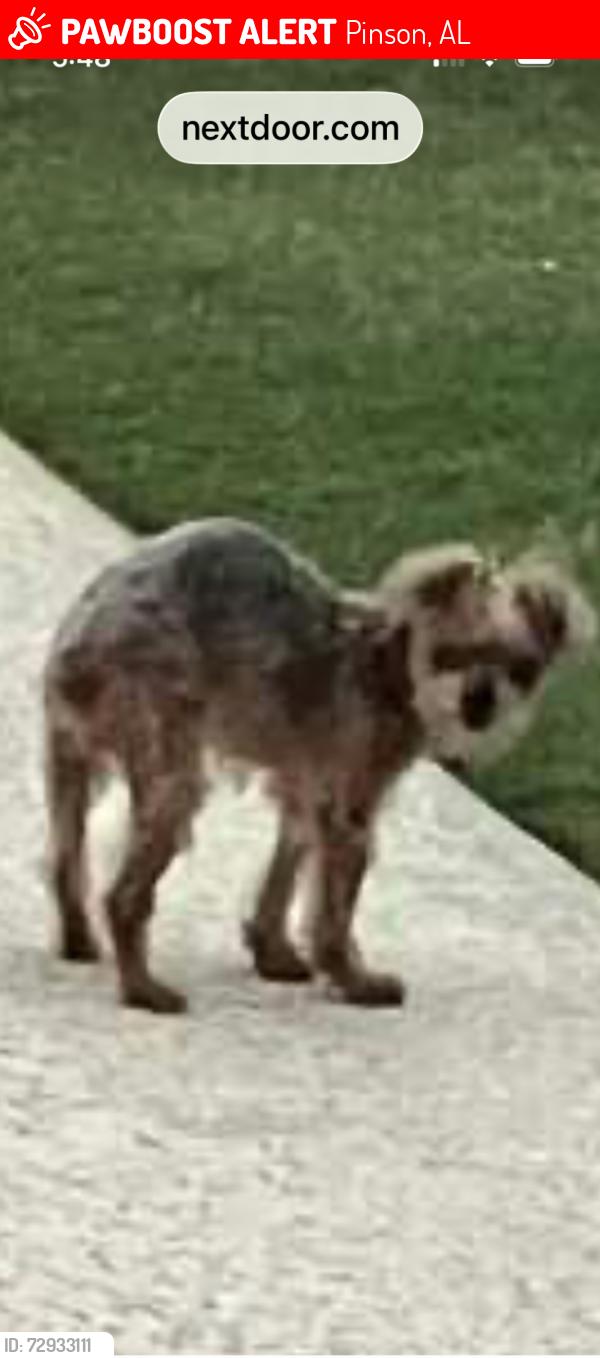Lost Female Dog last seen Steeplechase Neighborhood, Pinson, AL 35126