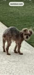 Lost Female Dog last seen Steeplechase Neighborhood, Pinson, AL 35126