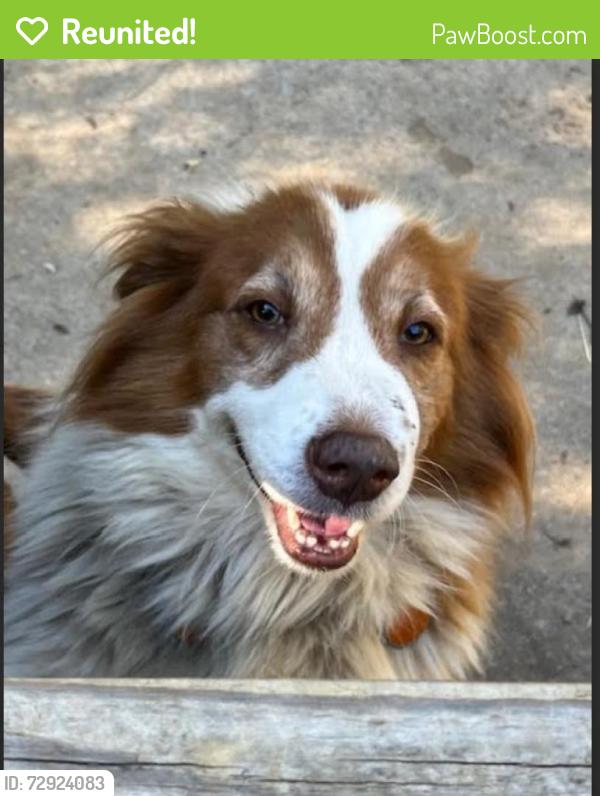 Reunited Female Dog last seen Northpark Baptist Church, Trussville, AL 35173