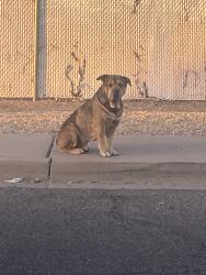 Found/Stray Male Dog last seen McDowell and Van Buren, Phoenix, AZ 85008