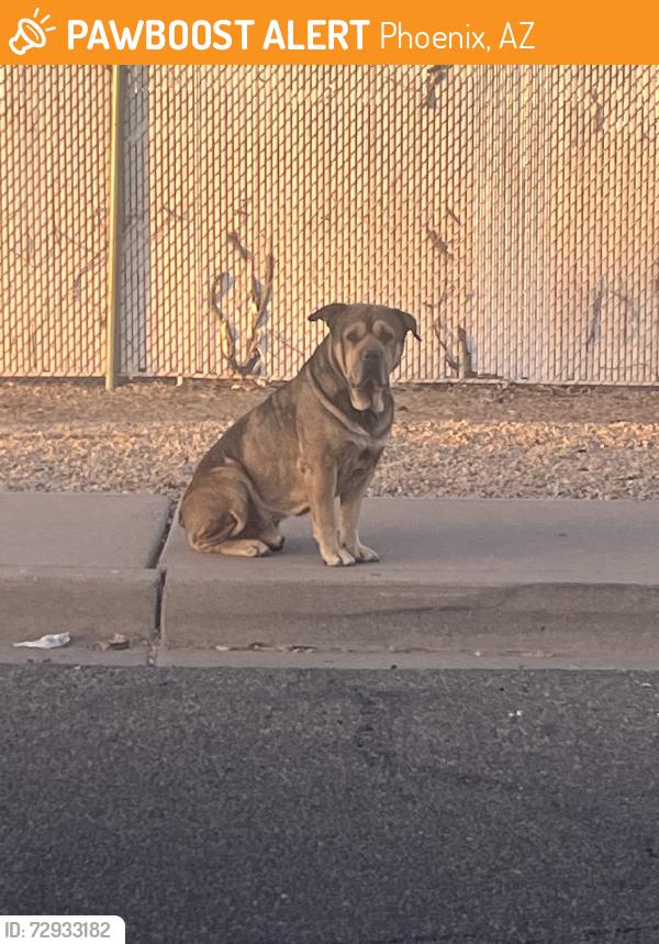 Found/Stray Male Dog last seen McDowell and Van Buren, Phoenix, AZ 85008