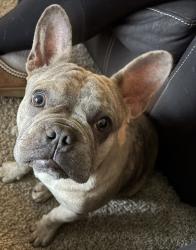 Reunited Male Dog last seen Se 165th street, Portland, OR 97233