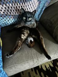 Lost Male Cat last seen Western & Ball, Anaheim, CA 92804