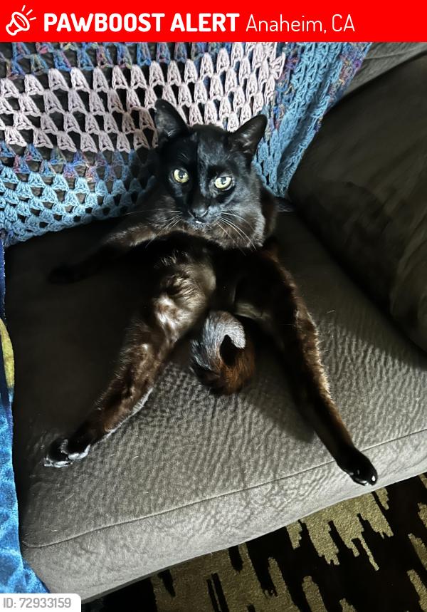 Lost Male Cat last seen Western & Ball, Anaheim, CA 92804