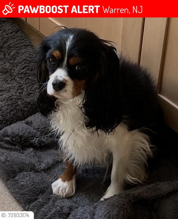 Lost Male Dog last seen Near Conifer Drive, Warren, NJ 07059