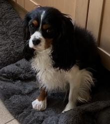 Lost Male Dog last seen Near Conifer Drive, Warren, NJ 07059