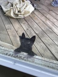 Found/Stray Unknown Cat last seen Lumpkins Marina, Pittsylvania County, VA 24137