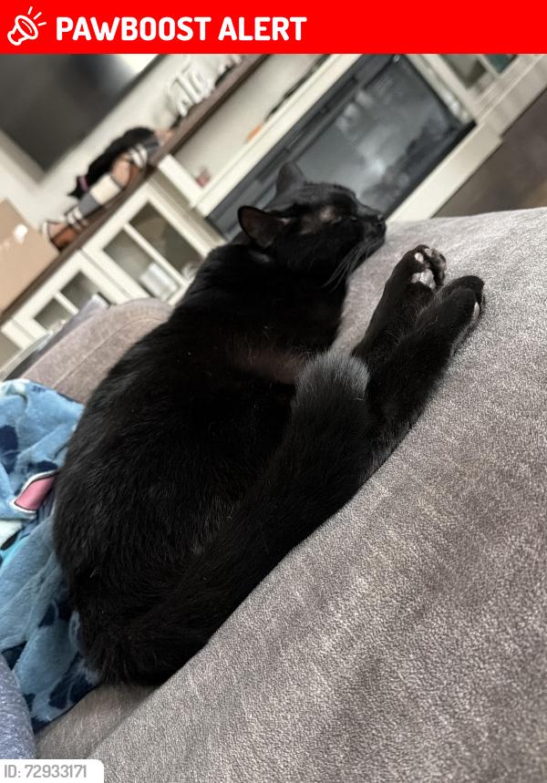 Lost Male Cat last seen Mill iron, a brooks rd, dangle, Muskegon County, MI 49415