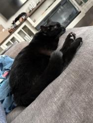 Lost Male Cat last seen Mill iron, a brooks rd, dangle, Muskegon County, MI 49415