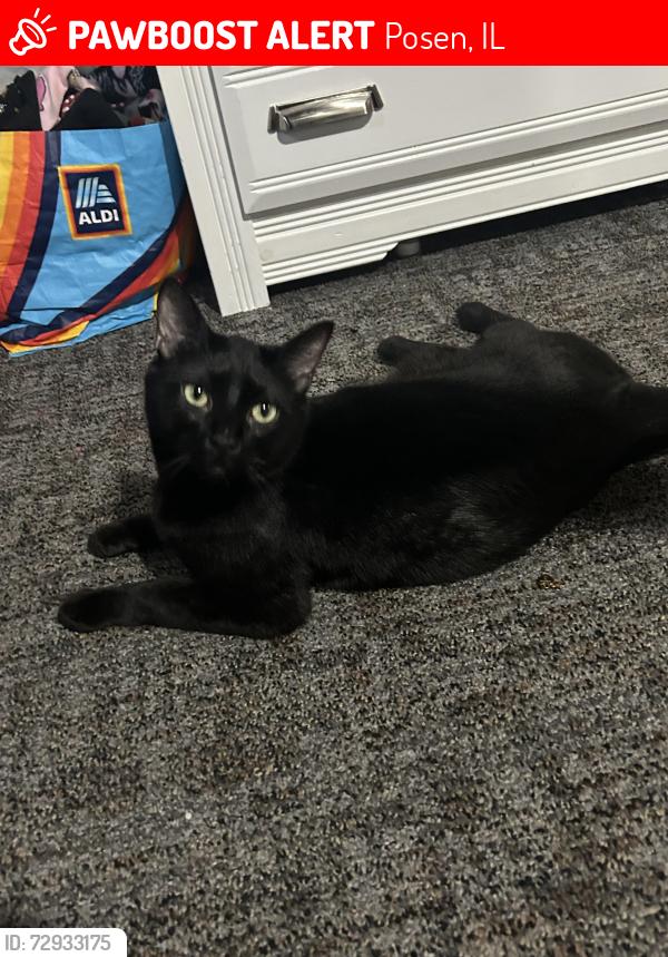Lost Male Cat last seen Near Posen Police Department , Posen, IL 60469