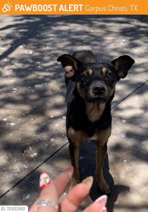 Found/Stray Male Dog last seen 7brew on alameda and Texan trail, Corpus Christi, TX 78404