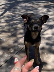 Found/Stray Male Dog last seen 7brew on alameda and Texan trail, Corpus Christi, TX 78404
