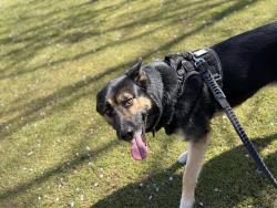 Reunited Male Dog last seen Se 165th street, Portland, OR 97233
