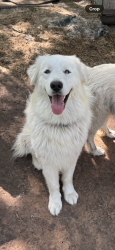 Reunited Male Dog last seen Douglas Elementary, Tyler, TX 75702