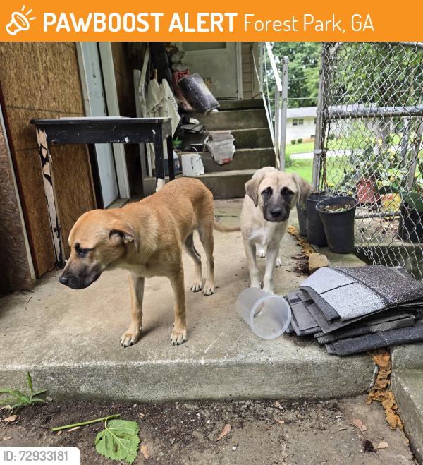 Found/Stray Female Dog last seen ash street , Forest Park, GA 30297