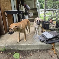 Found/Stray Female Dog last seen ash street , Forest Park, GA 30297