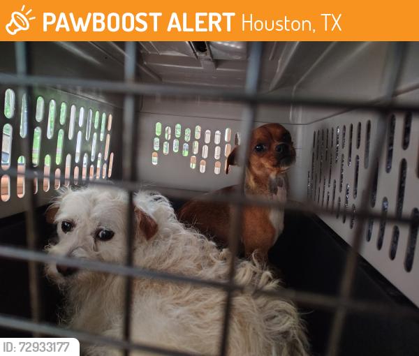 Found/Stray Male Dog last seen Near Turney dr Houston TX 77038, Houston, TX 77038